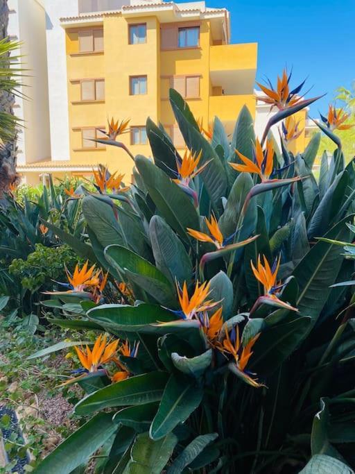 Casa De Flores Torrevieja Luaran gambar
